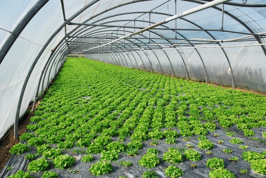 film Θερμοκηπίων